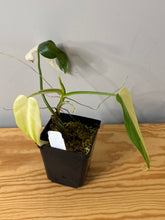 Load image into Gallery viewer, 84. Philodendron Bipennifolium Variegated