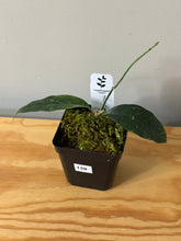 Load image into Gallery viewer, 139. Hoya Cystiantha Splash (less splash)
