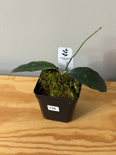 139. Hoya Cystiantha Splash (less splash)