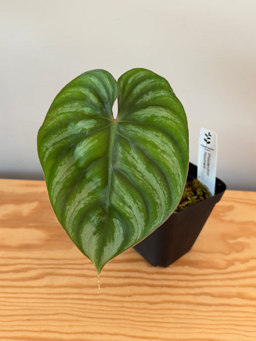 263. Philodendron Plowmanii