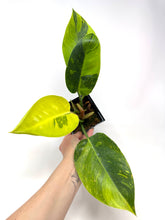 Load image into Gallery viewer, Philodendron Green Congo Variegated