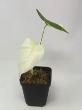 Load image into Gallery viewer, Monstera Deliciosa Albo Variegated J