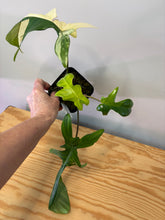 Load image into Gallery viewer, 117. Philodendron Florida Beauty