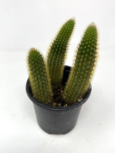 Load image into Gallery viewer, Cleistocactus Winteri “Golden Rat Tail” - Ships within Canada only small size