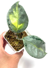 Load image into Gallery viewer, Hoya Carnosa Argentea Princess B