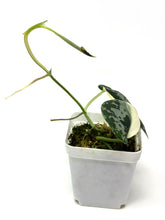 Load image into Gallery viewer, Scindapsus Mayari Variegated C