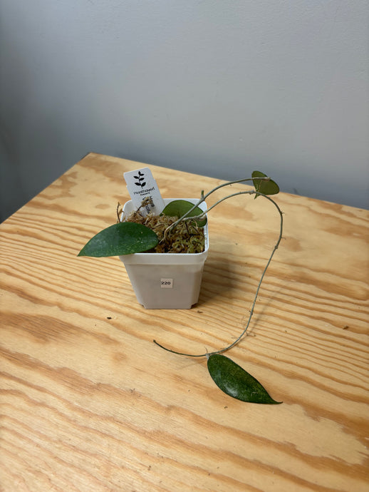 220. Hoya Verticillata Splash