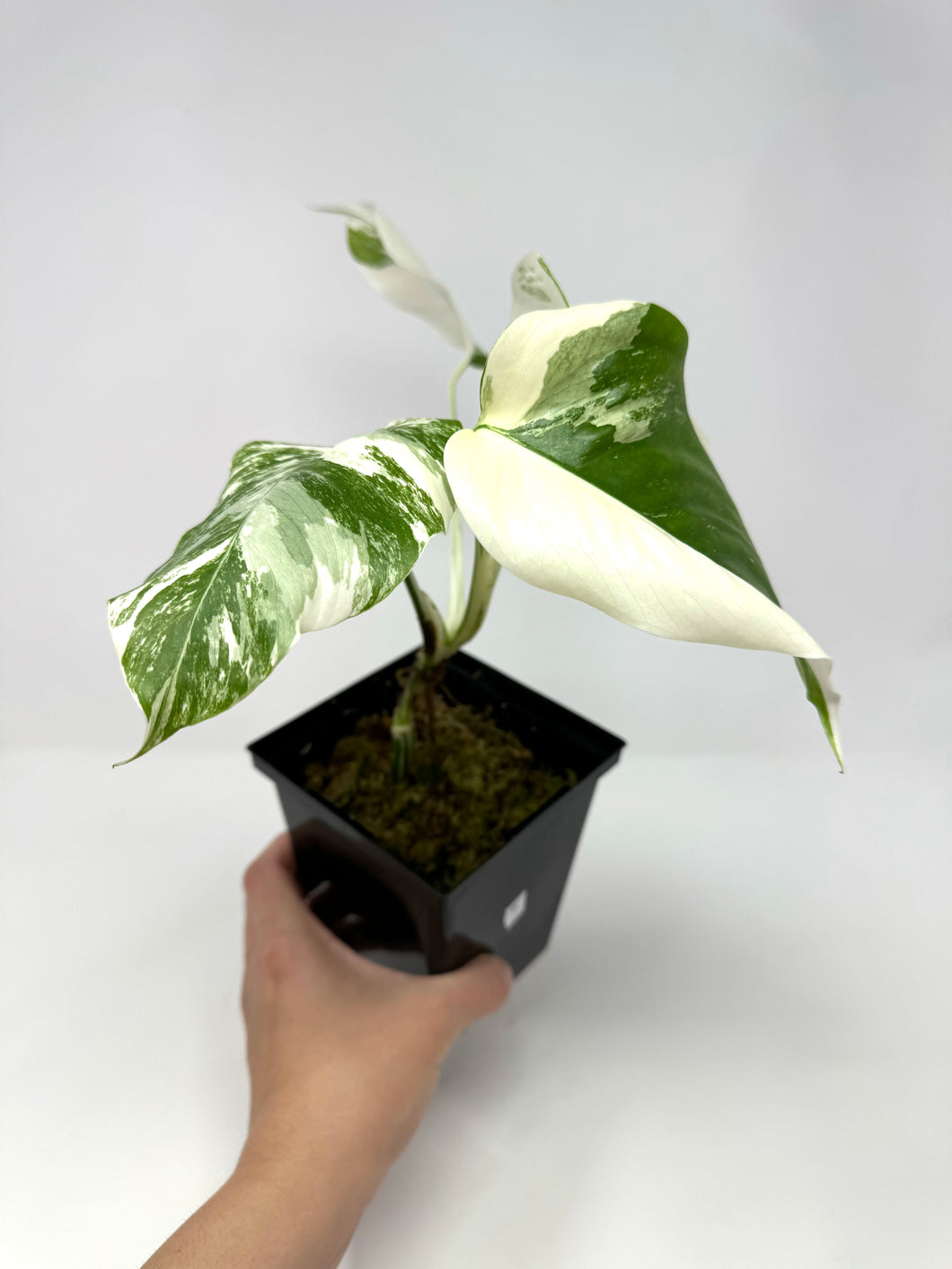 Monstera Deliciosa Albo Variegated E