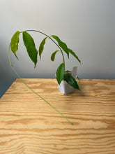 Load image into Gallery viewer, 159. Hoya Cystiantha Splash