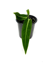 Load image into Gallery viewer, Anthurium Warocqueanum