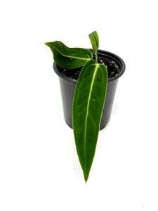 Anthurium Warocqueanum