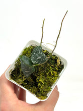 Load image into Gallery viewer, Hoya Imbricata