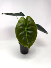 Load image into Gallery viewer, Alocasia ‘Golden Bone’