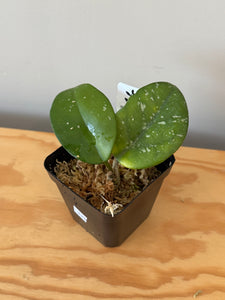 329. Hoya Carnosa Oval Splash