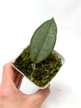 Load image into Gallery viewer, Hoya Mitrata Silver D