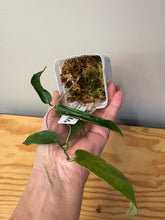 Load image into Gallery viewer, 171. Hoya Kenejiana Albo Variegated (reverted)