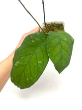 Load image into Gallery viewer, Hoya Meredithii