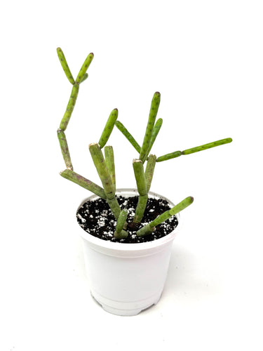 Euphorbia Alluaudii (Ships within Canada only)