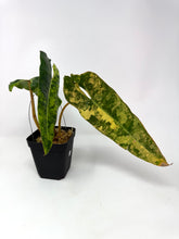 Load image into Gallery viewer, Philodendron Billietiae Variegated C