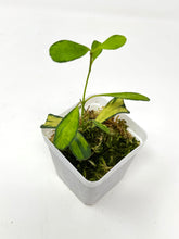 Load image into Gallery viewer, Hoya Manipurensis Variegated A