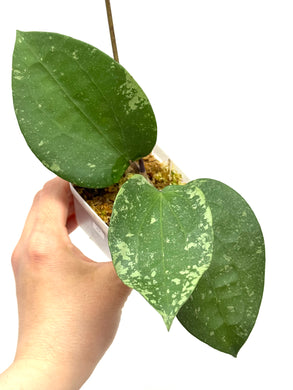 Hoya Glabra Silver D