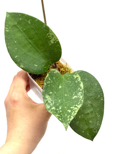 Hoya Glabra Silver D