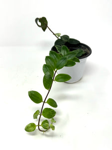 Aeschynanthus Lobbianus (Lipstick Plant) Variegated