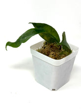 Load image into Gallery viewer, Hoya Ignorata