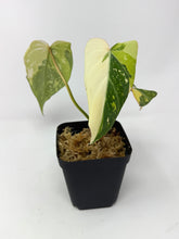 Load image into Gallery viewer, Philodendron Gloriosum Variegated F