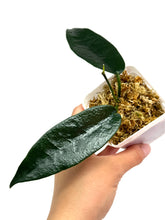 Load image into Gallery viewer, Hoya Onychoides