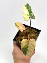 Load image into Gallery viewer, Philodendron Gloriosum Variegated A