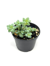 Load image into Gallery viewer, Sedum Morganianum ‘Burro’s Tail’