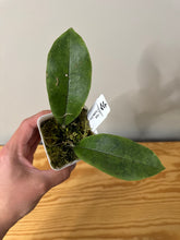 Load image into Gallery viewer, 58. Hoya Forbesii Silver