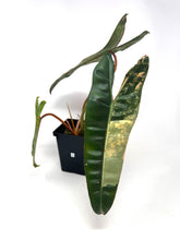 Load image into Gallery viewer, Philodendron Billietiae Variegated D