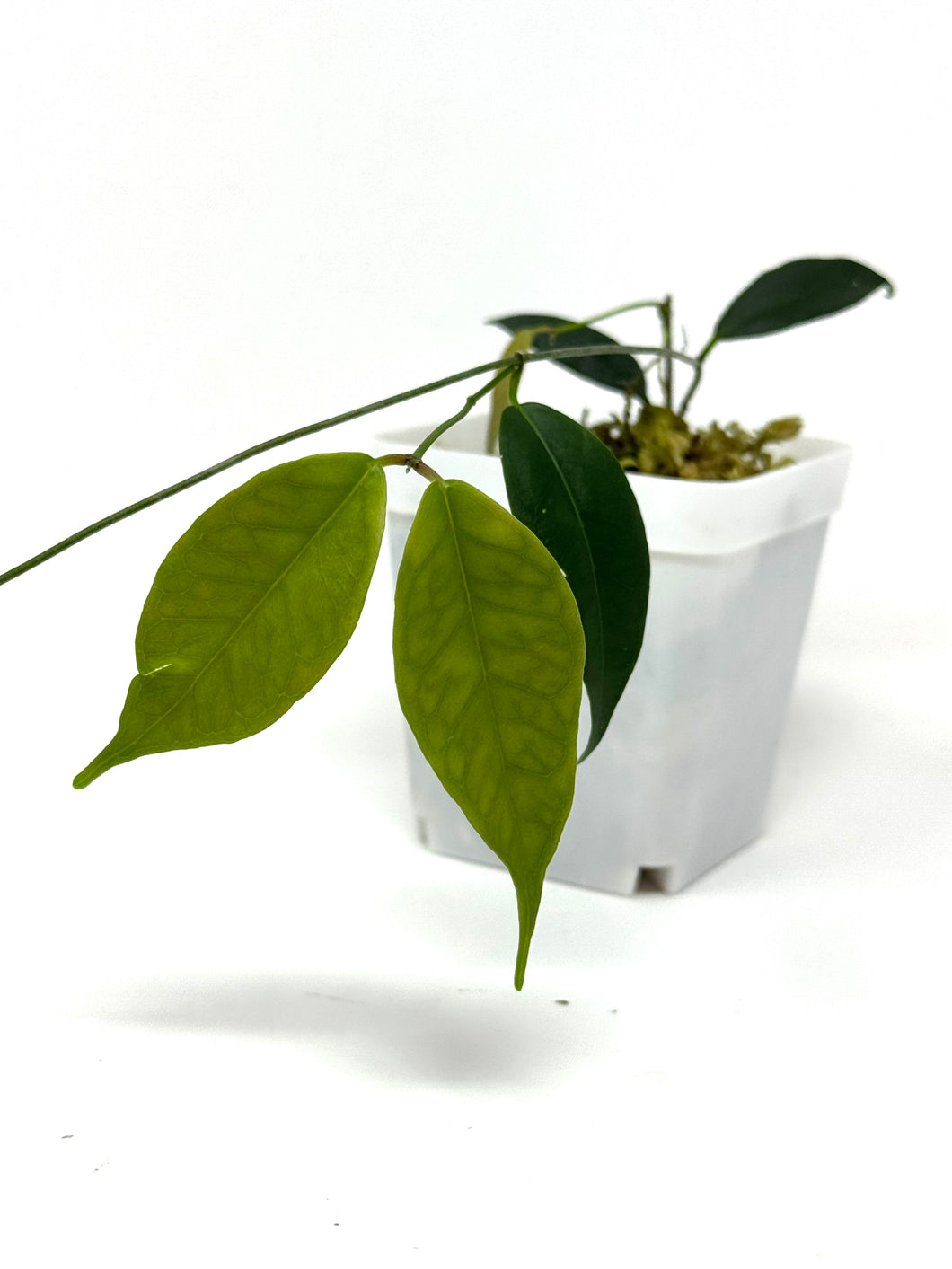 Hoya Exilis