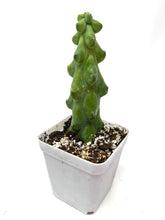 Load image into Gallery viewer, Myrtillocactus Geometrizans Fukurokuryuzinboku 'Boobie Cactus' - Ships within Canada only