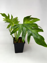 Load image into Gallery viewer, Philodendron Radiatum Variegated