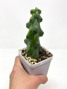 Myrtillocactus Geometrizans Fukurokuryuzinboku (Small Size) 'Boobie Cactus' - Ships within Canada only