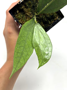 Hoya Germany Silver E