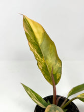 Load image into Gallery viewer, Philodendron Caramel Marble 4”