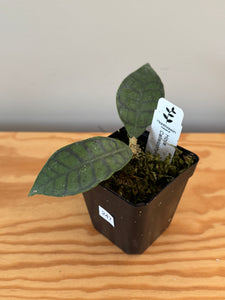 247. Hoya Callistophylla