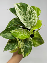 Load image into Gallery viewer, Epipremnum Pinnatum “Marble Queen”