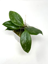 Load image into Gallery viewer, Hoya Ally (Memoria x IR26)