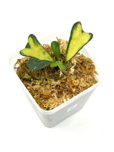 Load image into Gallery viewer, Hoya Manipurensis Variegated D