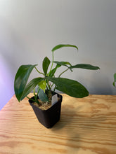 Load image into Gallery viewer, 37. Philodendron 69686