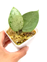 Load image into Gallery viewer, Hoya Verticillata Heart Leaf Silver