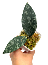 Load image into Gallery viewer, Hoya Caudata Silver