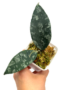 Hoya Caudata Silver