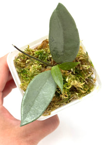 Hoya Wilbur Graves Silver E