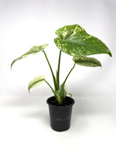 Load image into Gallery viewer, Monstera Deliciosa Mint Variegated